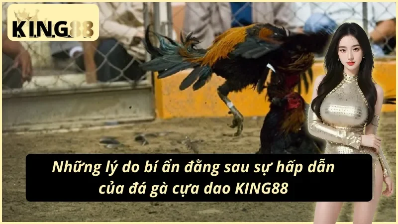 Đá gà cựa dao KING88 với những lý do bí ẩn 