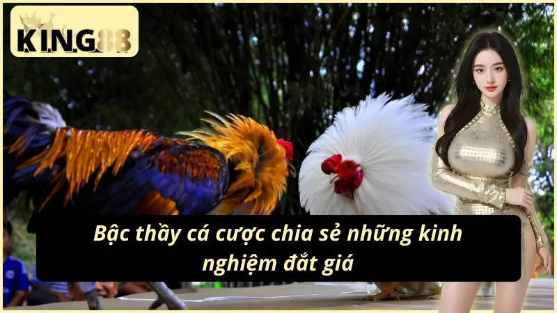 Bậc thầy cá cược đá gà Philippines KING88 chia sẻ bí quyết 