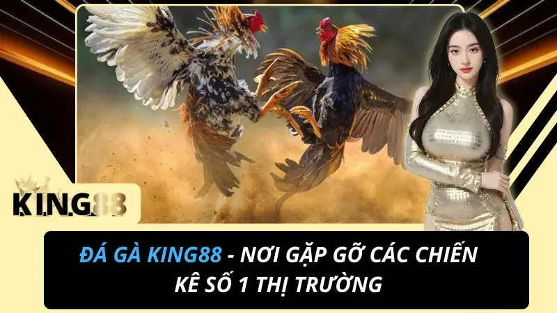 Đá Gà King88 - Nơi Gặp Gỡ Các Chiến Kê Số 1 Thị Trường 4 Đá Gà